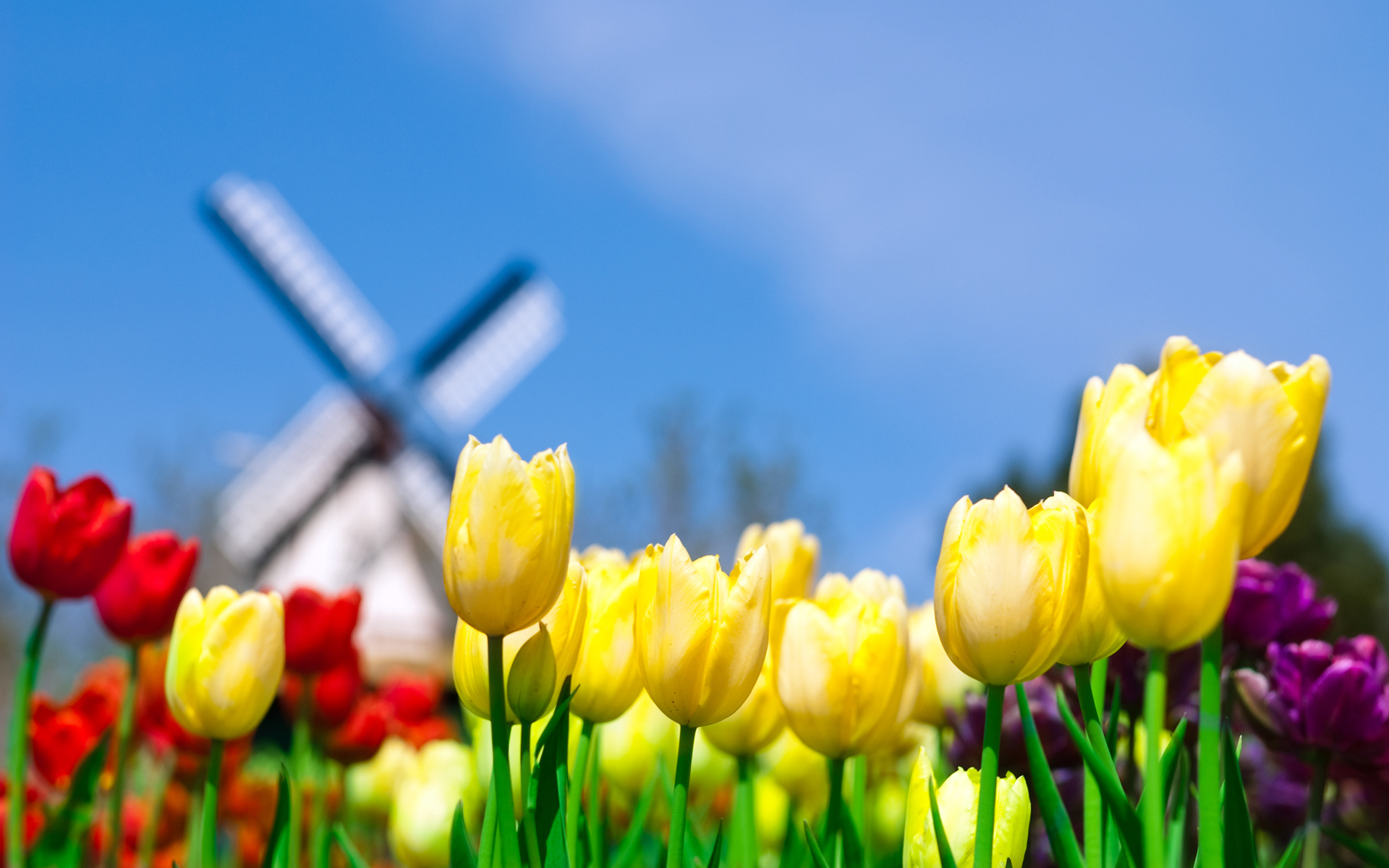 netherlands tulips